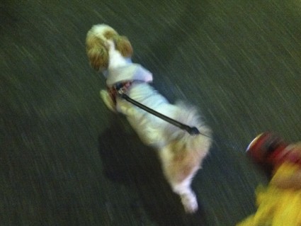 シーズー犬、夜の散歩