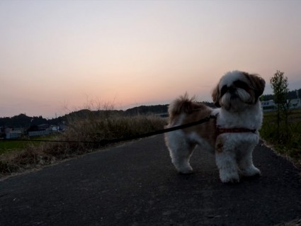 シーズー犬と夕散歩