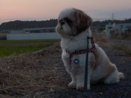シーズー犬と夕散歩