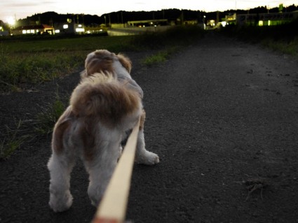 シーズー犬、ぽんずの夜散歩