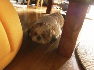 テーブル下で寝るシーズー子犬ぽんず