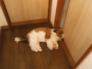 廊下で寝るシーズー子犬ぽんず
